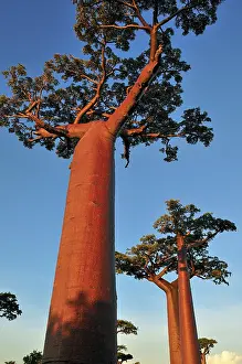Boabs: Grandidier's Baobab