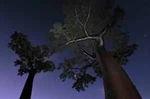 Boabs: Grandidier's Baobab at night
