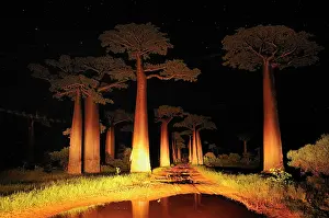 Boabs: Grandidier's Baobab at night