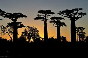 Boabs: Grandidier's Baobab at sunset