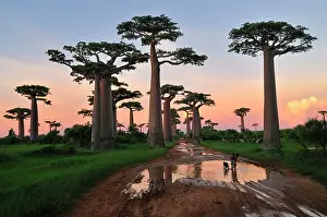 Boabs: Grandidier's Baobab at sunset