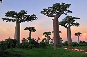 Boabs: Grandidier's Baobab at sunset