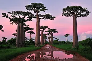 Boabs: Grandidier's Baobab at sunset