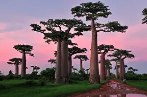 Boabs: Grandidier's Baobab at sunset