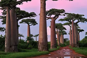 Boabs: Grandidier's Baobab at sunset