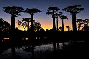 Boabs: Grandidier's Baobab at sunset
