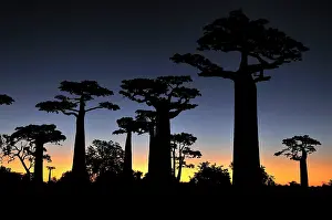 Boabs: Grandidier's Baobab at sunset