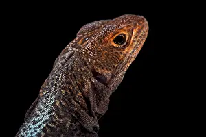 Swift: Grandidier's iguana (Oplurus grandidieri), Madagascar