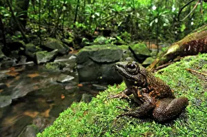 Grandidieri: Grandidier's Stream Frog - by edge of stream in rainforest