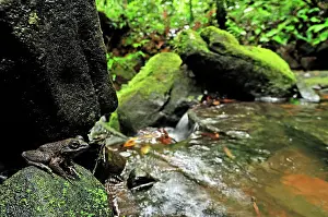 Grandidieri: Grandidier's Stream Frog - on rock by stream in rainforest