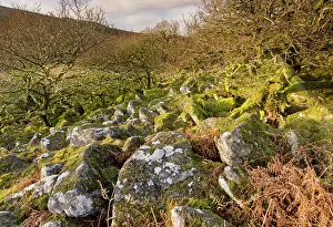 Wistmans: Granite clitter in Wistman's Wood NNR - high altitude