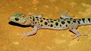 Imperial: Granite Night Lizard