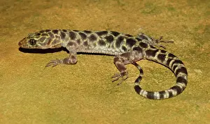 Xantusia: Granite Night Lizard (Xantusia henshawi)