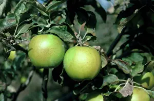 Ripening: Granny Smith Apples