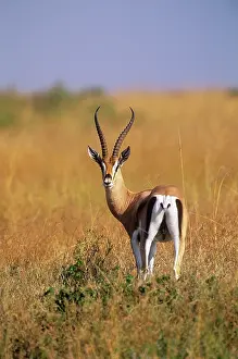 Gazelles: GrantIs GAZELLE