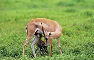 Granti: GrantIs GAZELLE - with newborn fawn