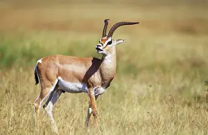 Grant: Grant's Gazelle