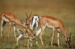 Grant: Grant's Gazelle