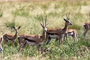 Grant: Grant's gazelle
