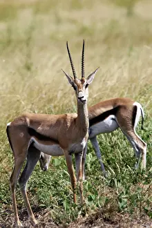 Grant: Grant's gazelle