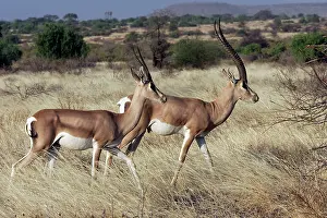 Grant: Grant's gazelle