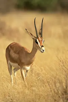 Grant: Grant's gazelle