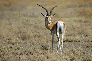 Granti: Grant's Gazelle