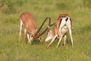 Dominance: Grant's Gazelle