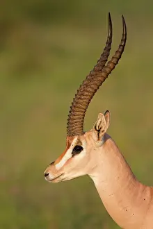 Granti: Grant's Gazelle