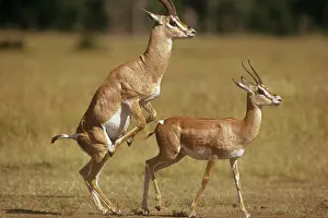 Grant: Grant's Gazelle - attempting to mount female
