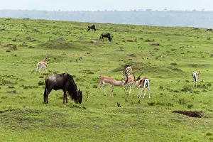 Sergio: Grant's Gazelle (Gazella granti) and Wildebeest