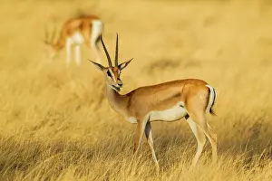 Granti: Grant's Gazelle (Gazella grantii) standing