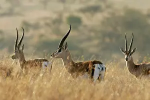 Grant: Grant's gazelle - three in grass