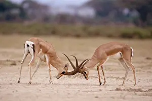 Grant: Grant's Gazelle - males fighting