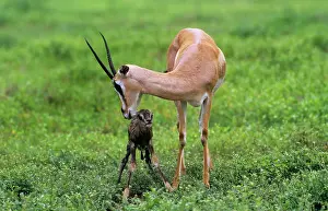 Gazelles: GRANT'S GAZELLE - and new born
