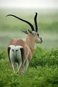 Rich Thomas: Grant's Gazelle - rear view - against the rain Ngorngoro
