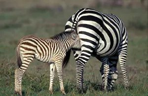 Accident: Grant's Zebra