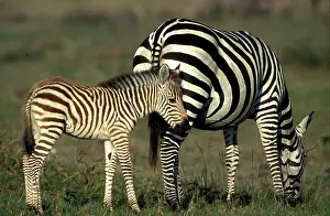 Boehmi: Grant's Zebra adult and young foal