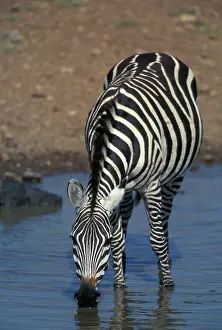 Boehmi: Grant's Zebra drinking