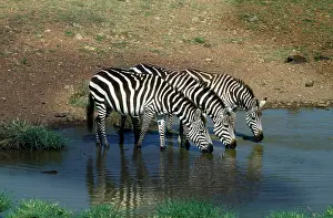 Boehmi: Grant's Zebra drinking