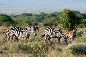 Boehmi: Grant's Zebra (Equus quagga boehmi), Lualenyi