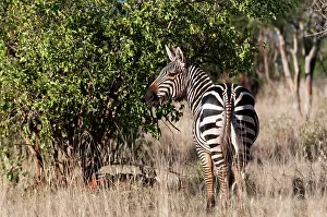 Sergio: Grant's Zebra (Equus quagga boehmi), Lualenyi