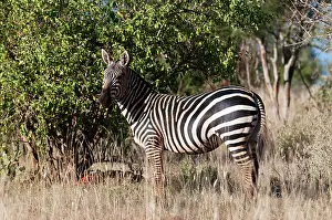 Sergio: Grant's Zebra (Equus quagga boehmi), Lualenyi