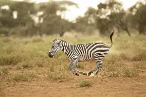 Amboseli: Grant's zebra (Equus quagga boehmi), running in