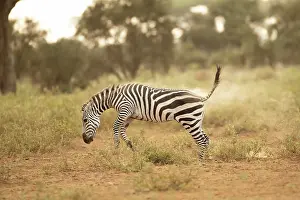 Amboseli: Grant's zebra (Equus quagga boehmi), running in