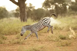 Amboseli: Grant's zebra (Equus quagga boehmi), running in