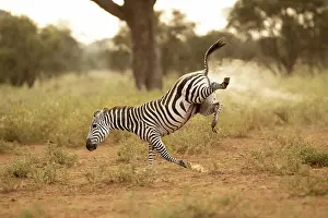 Amboseli: Grant's zebra (Equus quagga boehmi), running in