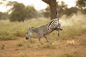 Amboseli: Grant's zebra (Equus quagga boehmi), running in