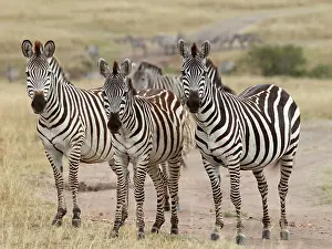Boehmi: Grant's Zebra - herd