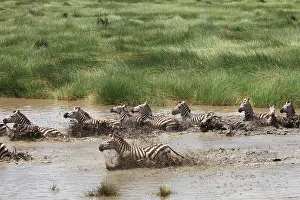 Boehmi: Grant's Zebra - herd crossing a river